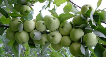 Popis a charakteristika odrůdy jabloní papirovka, výhody a nevýhody, pěstování